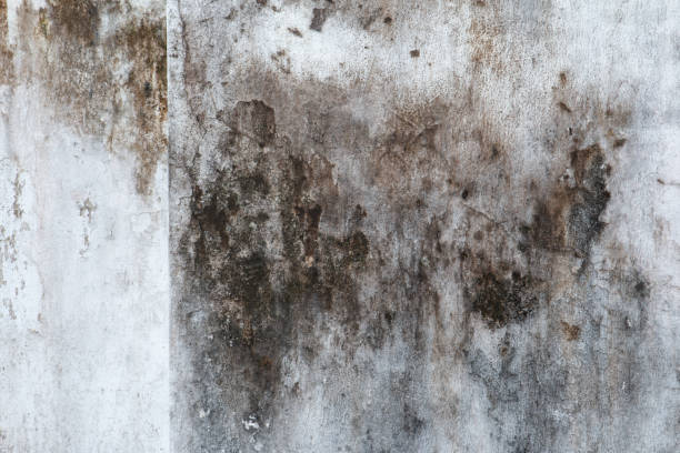 Best Water Damage & Mold Remediation  in Chelsea, MA