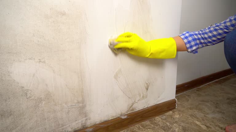 Best Mold-Related Health Consultation  in Chelsea, MA