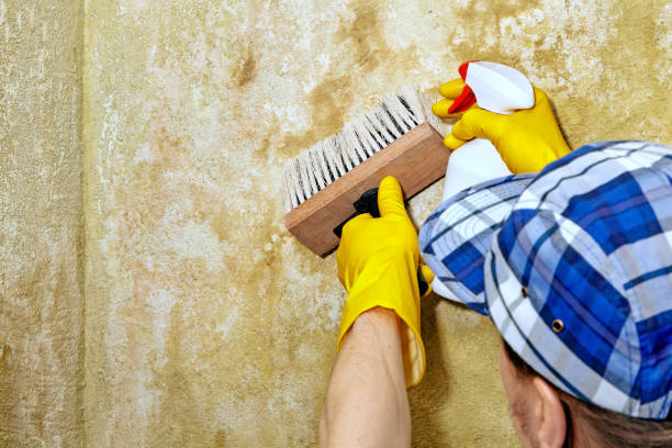 Best Industrial Mold Remediation  in Chelsea, MA