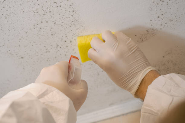 Best Crawl Space Mold Remediation  in Chelsea, MA