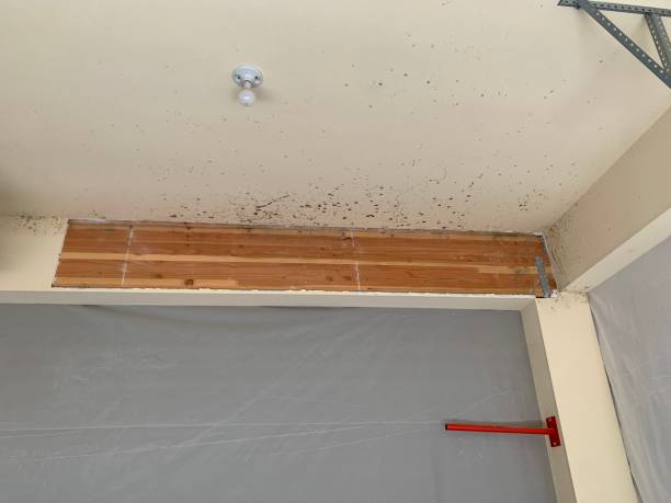 Best Mold Remediation for Vacation Homes  in Chelsea, MA