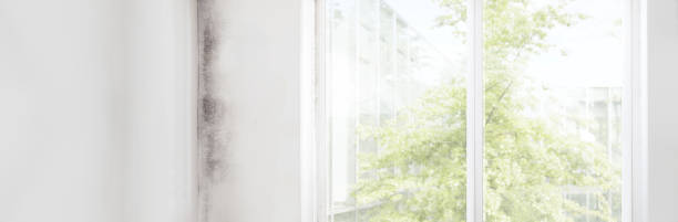 Best Mold Remediation for Healthcare Facilities  in Chelsea, MA