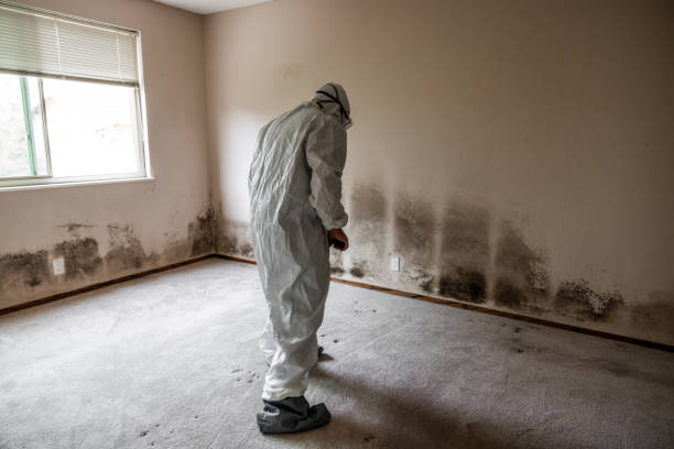 Professional Mold Removal in Chelsea, MA