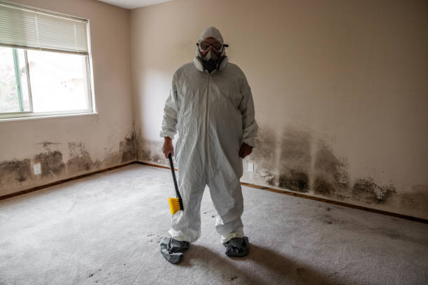 Mold Remediation for Vacation Homes in Chelsea, MA